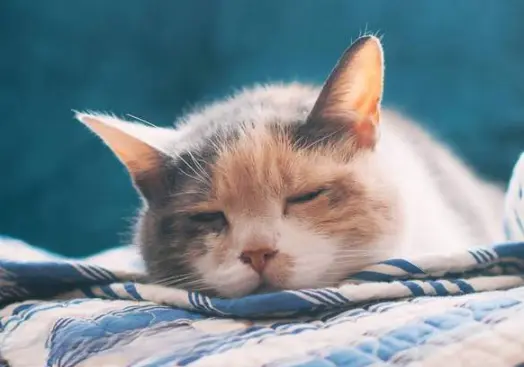 “与猫咪同床共枕”的风险，你知道吗？下面就让小编来告诉你吧！
