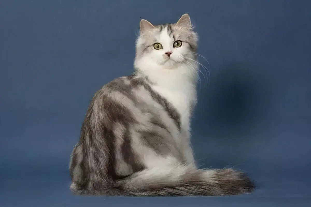 最掉毛的3种猫VS不掉毛的3种猫，今天的你被猫毛困扰了吗？