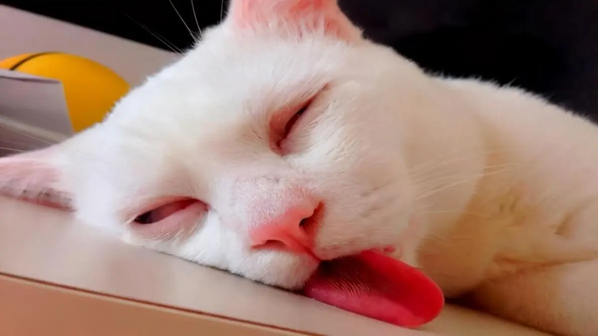 夏天，猫咪的睡姿能有多妖娆？让你脸红心跳