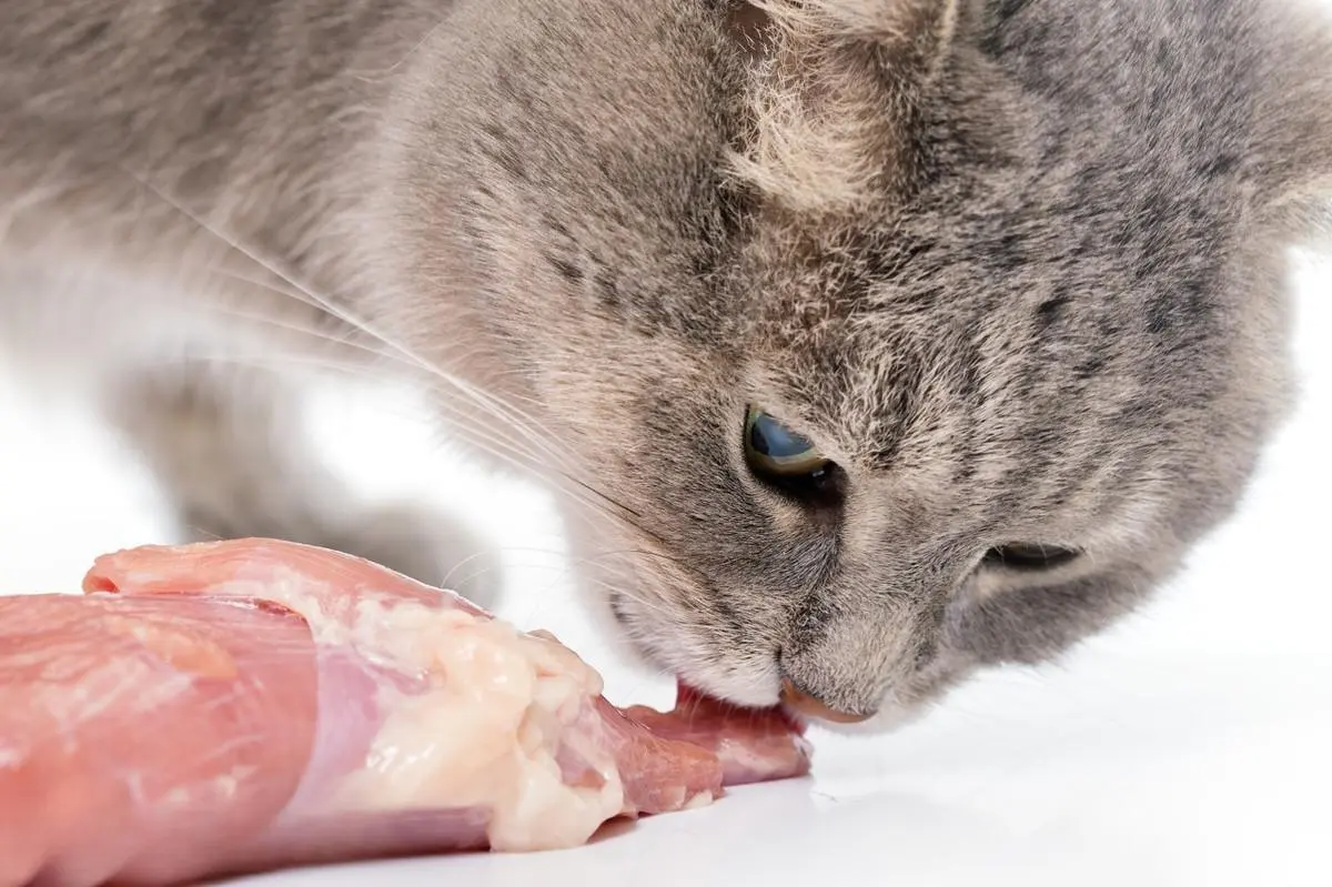 猫咪吃这些食物，比猫粮还“营养”，建议多喂