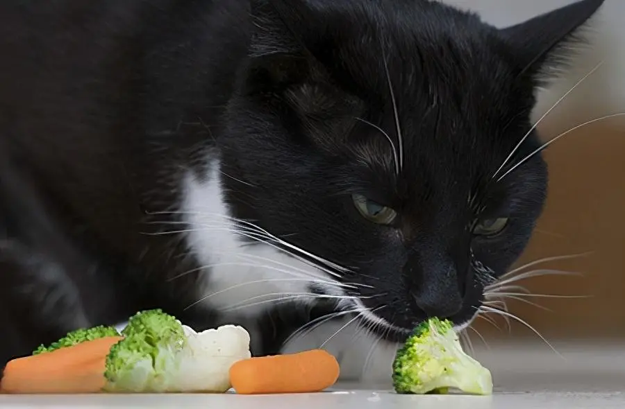 猫咪吃这些食物，比猫粮还“营养”，建议多喂