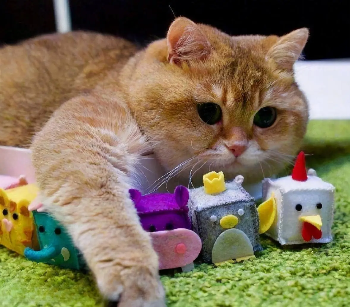 猫咪居然喜欢这些“玩具”，好玩又不贵，非常适合它！