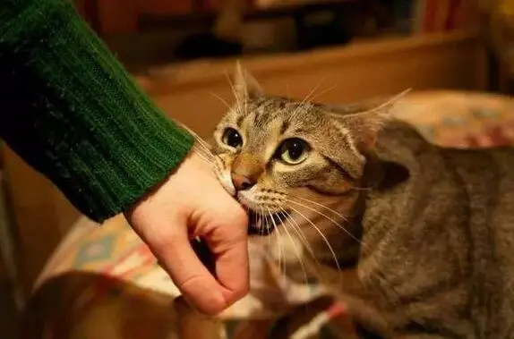 猫咪为什么总是不让人摸？原因有几个，简直真相了