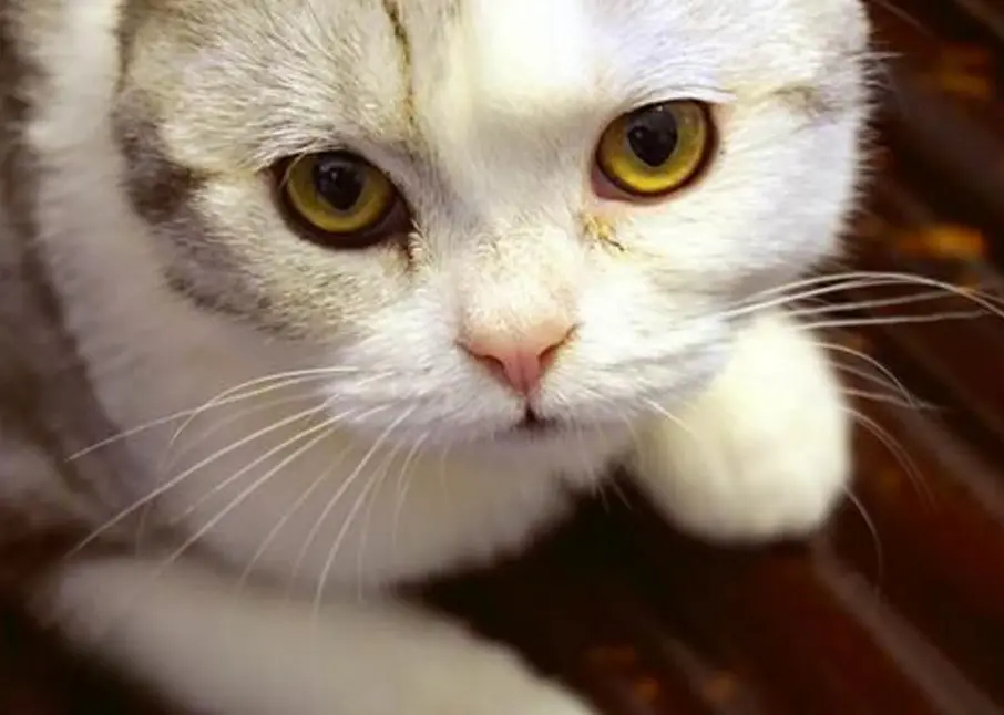 猫咪为什么眼屎会那么多呢，到底是怎么回事？