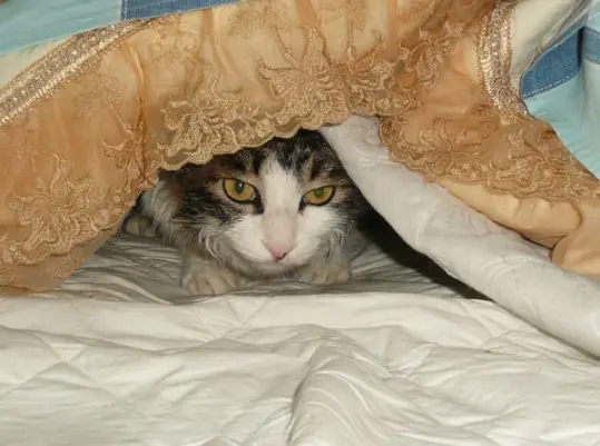 猫咪喜欢躲起来，实是有原因的，它不是在玩躲猫猫