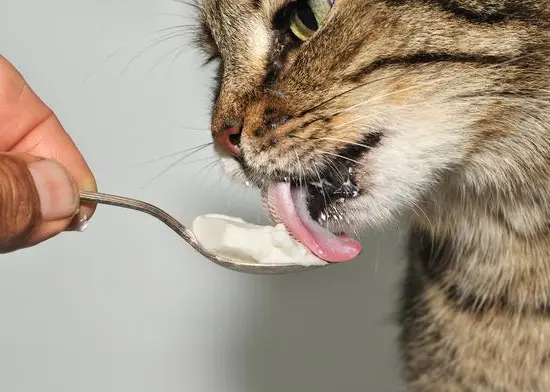 猫咪喝“酸奶”的几大好处，宠主们还不知道吧