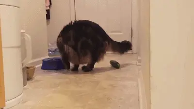 猫咪为什么害怕黄瓜？背后的原因，看完真的好心疼