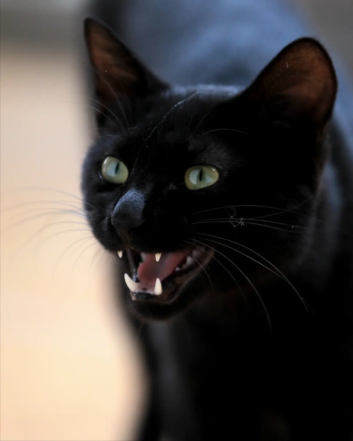 老人说：养猫，尽量不要养“黑猫”！你知道内幕吗？