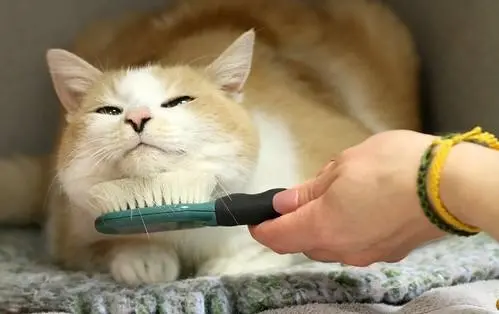 猫咪很抗拒梳毛？用对办法，让它喜欢上梳毛