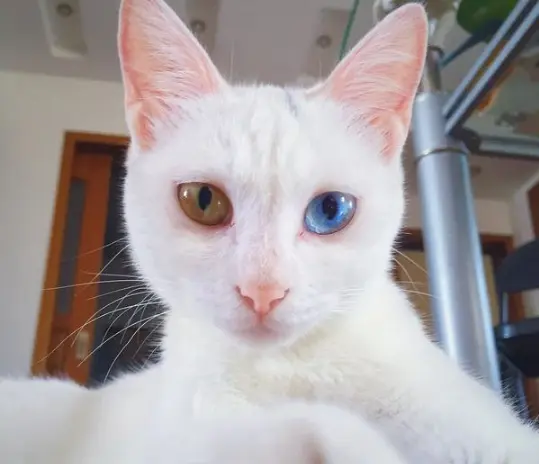 猫咪为什么眼屎会那么多呢，到底是怎么回事？