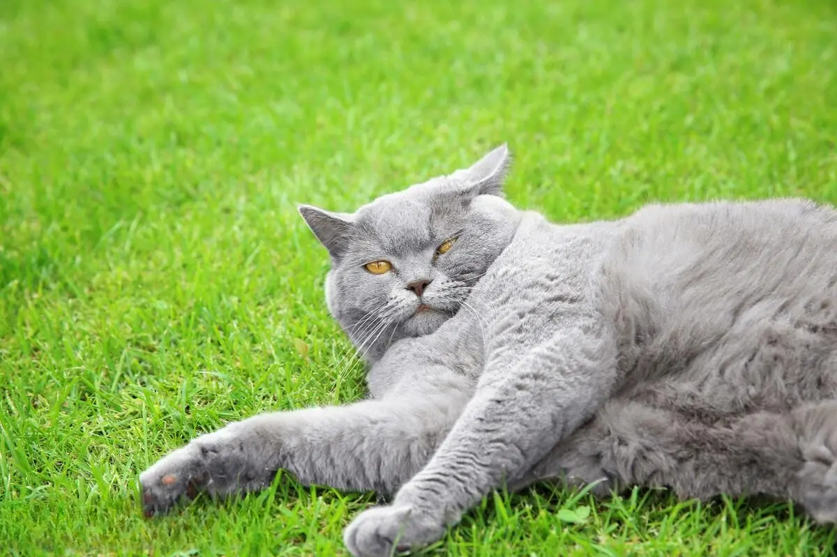 “寿命短”的猫咪，从它们的生活习惯、情绪等方面就能窥见一二！