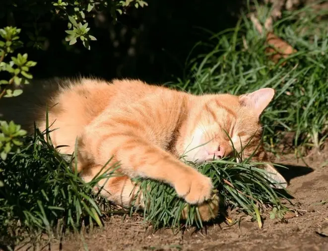 被猫抓了一下会得“狂犬病”吗？猫咪有没有狂犬病？