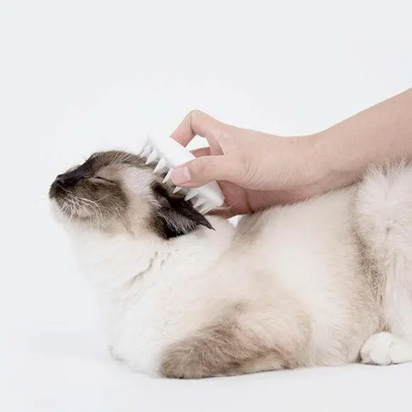 猫咪很抗拒梳毛？用对办法，让它喜欢上梳毛