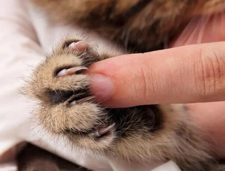 为什么猫咪不让碰爪子？其中隐藏了这么多秘密！