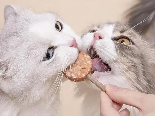 你还在这样喂猫咪吃这些食物？其实对它健康危害极大