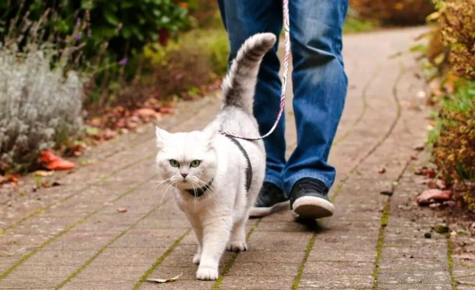 养猫必看！猫咪能和狗狗一样出门遛弯吗？猫咪需不需要遛弯吗？