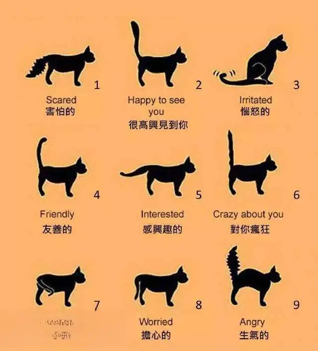 读懂猫咪这些“尾巴语言”，可以更亲近猫咪