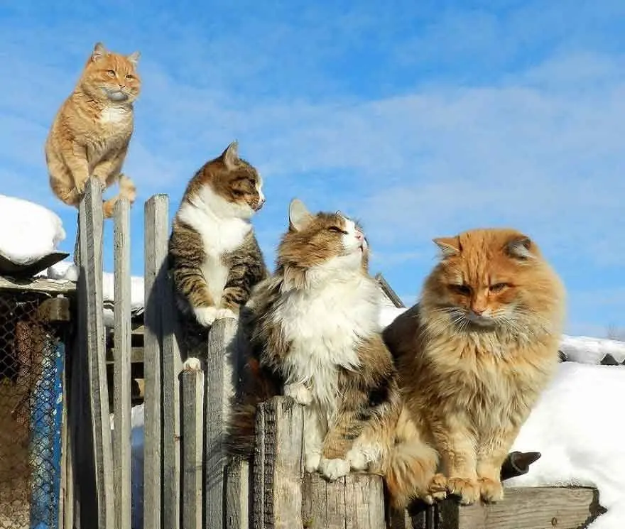 这几种“大猫”，没有在禁养名单上，可以在市区放心养，不会被城管抓