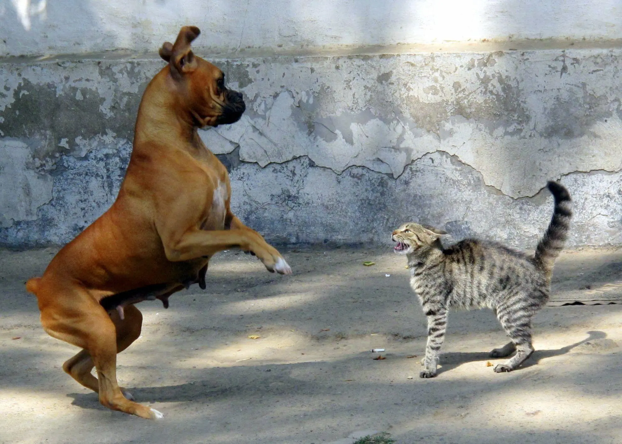 为什么宠物之争的猫狗打架，狗总是输？有几个原因