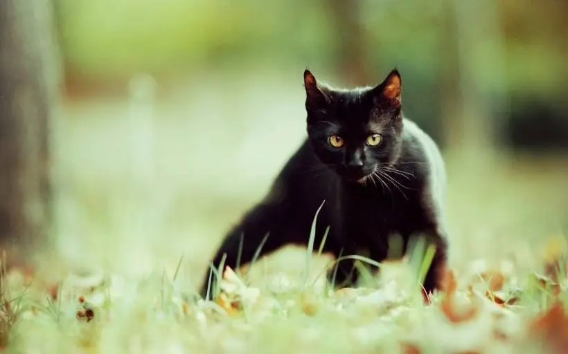 老人说：养猫，尽量不要养“黑猫”！你知道内幕吗？