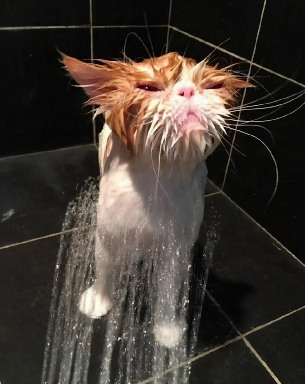 猫咪为什么这么讨厌水呢？原来是这些因素影响着它！  