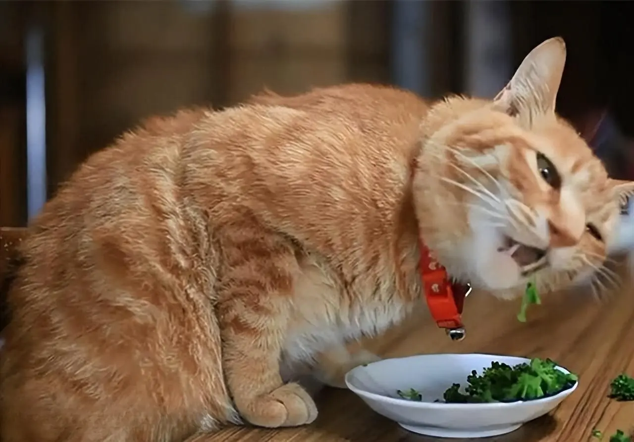网友分享："吃饭慢的猫咪，在我们家是无法生存的"