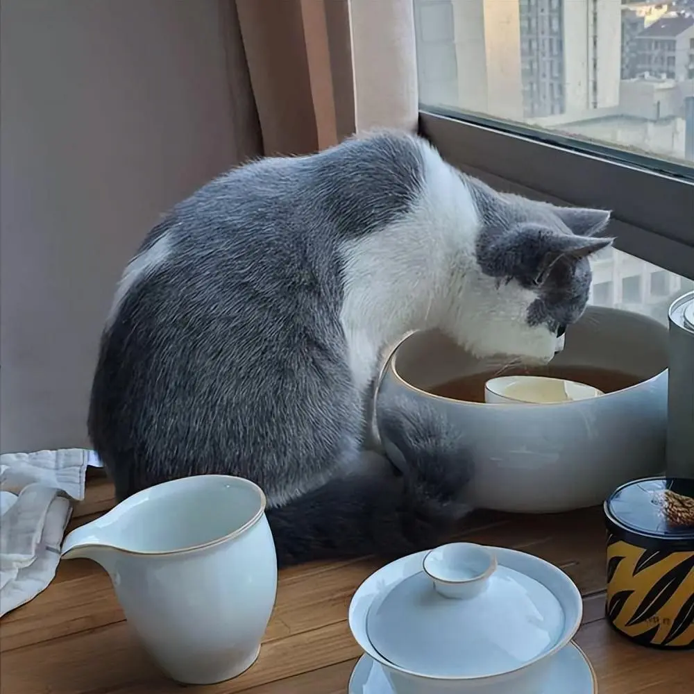 不是什么水都能给猫喝的，这几种水就不能给猫喝