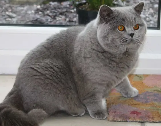 最能吃的6种猫，堪称“行走的饭桶”，一般人建议别养！