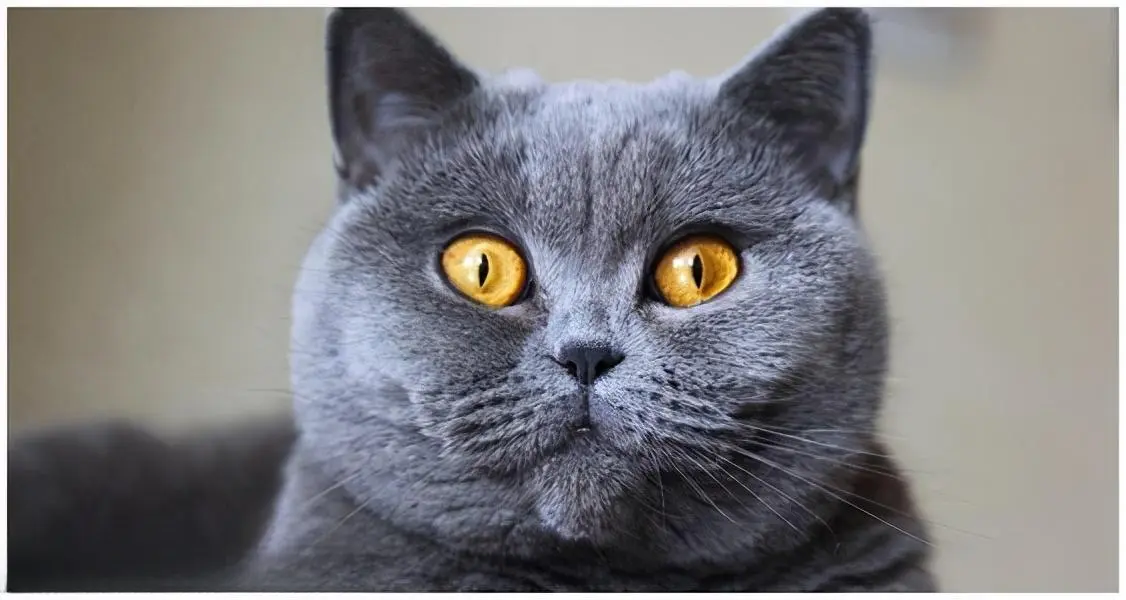 猫咪冷知识：为何猫眼有那么多颜色呢？而且每种颜色都挺好看的