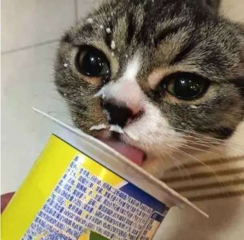 猫咪喝“酸奶”的几大好处，宠主们还不知道吧