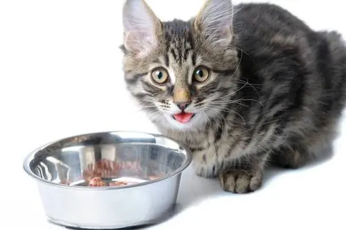你还在这样喂猫咪吃这些食物？其实对它健康危害极大
