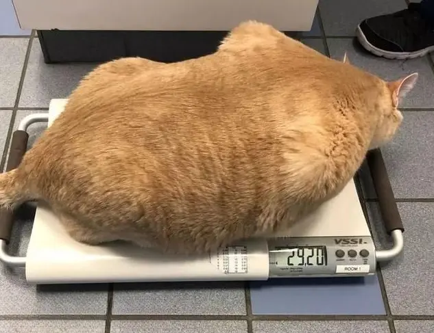 不同体型的猫体重不同，奉上猫咪体重对照表，你的猫超重了吗？