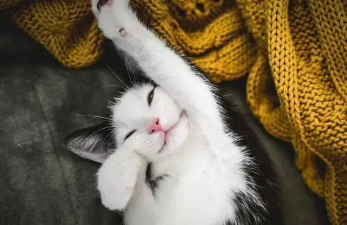为什么猫咪连睡觉都在翻白眼？主人大呼“太丑了”