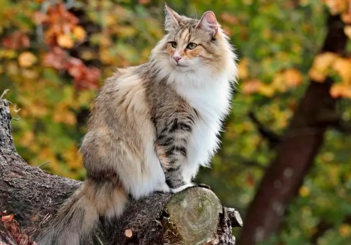 养挪威森林猫的人这么少，不过这些都是原因