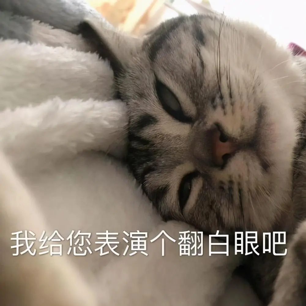 为什么猫咪连睡觉都在翻白眼？主人大呼“太丑了”
