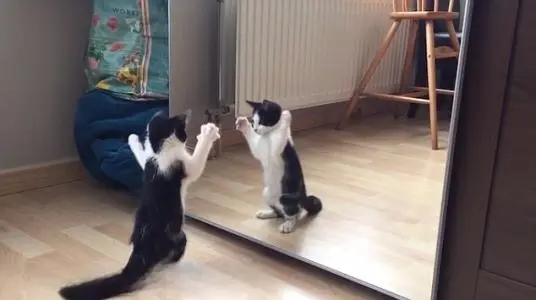 千万别让猫咪照镜子，不然猫咪一照就会原形毕露！