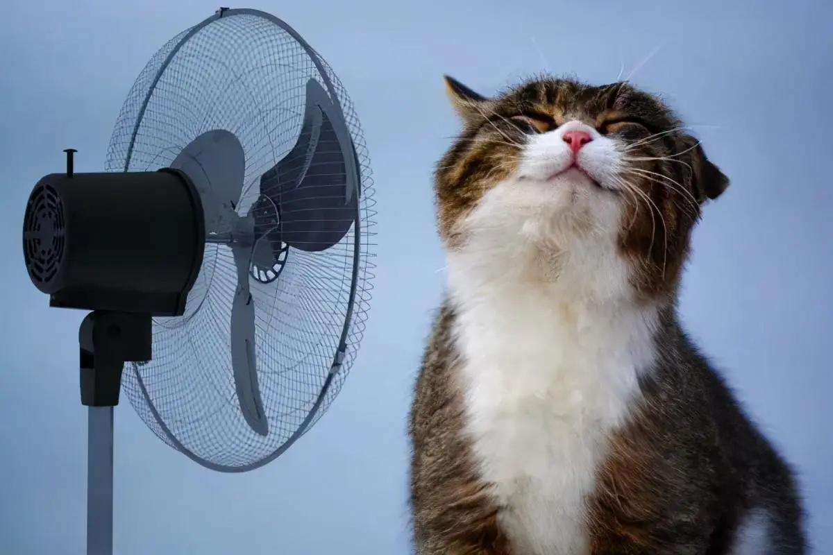 怎么辨别猫咪热不热呢？只需看这几点
