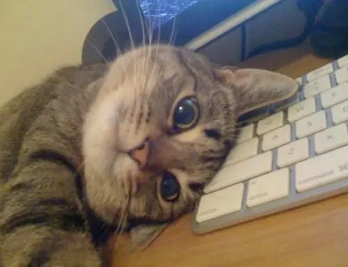 猫咪喜欢霸占主人的电脑，原来有这些原因