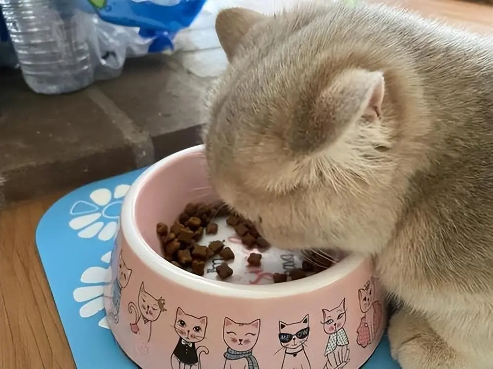 网友分享："吃饭慢的猫咪，在我们家是无法生存的"