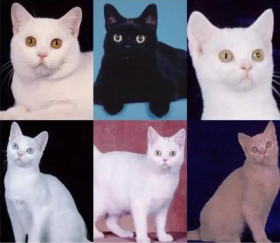 美短猫常见的7种颜色，和罕见的5种颜色，看看你知道几种？