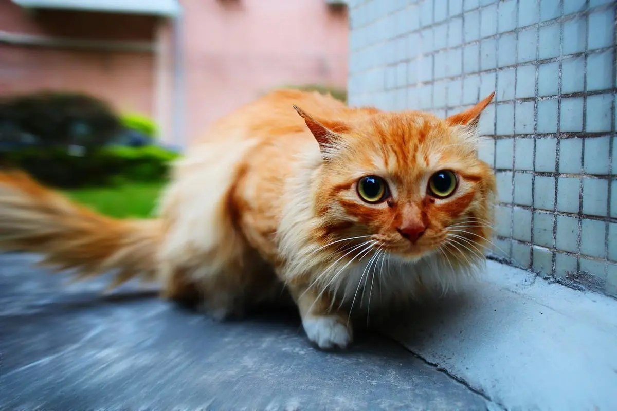 分享一下老祖宗的相猫术：若猫咪有这5个特点，它可以“旺”你家