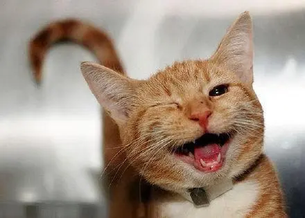 分享一下老祖宗的相猫术：若猫咪有这5个特点，它可以“旺”你家