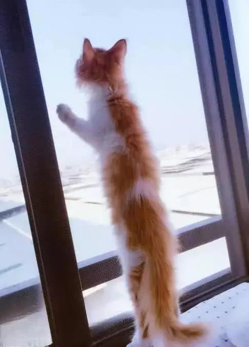 “未解之谜”：猫咪站起来，到底有多长？明明看起来就是“五短身材”