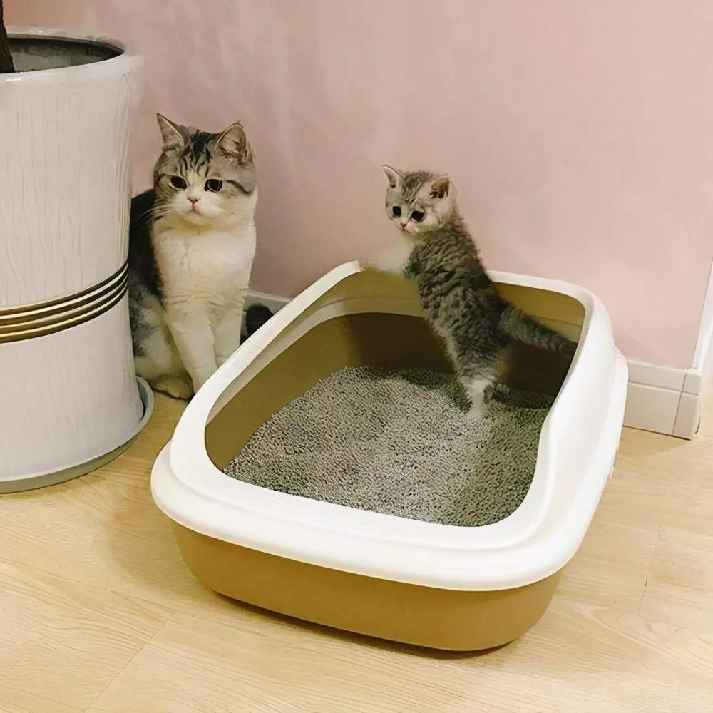 上厕所对猫咪来说很重要！这几件事，主人万万不能随便！