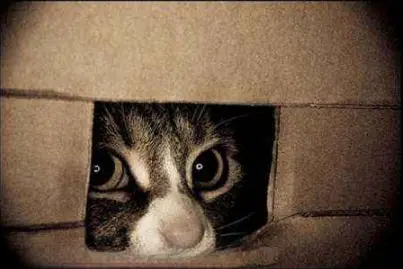 猫咪喜欢躲起来，实是有原因的，它不是在玩躲猫猫