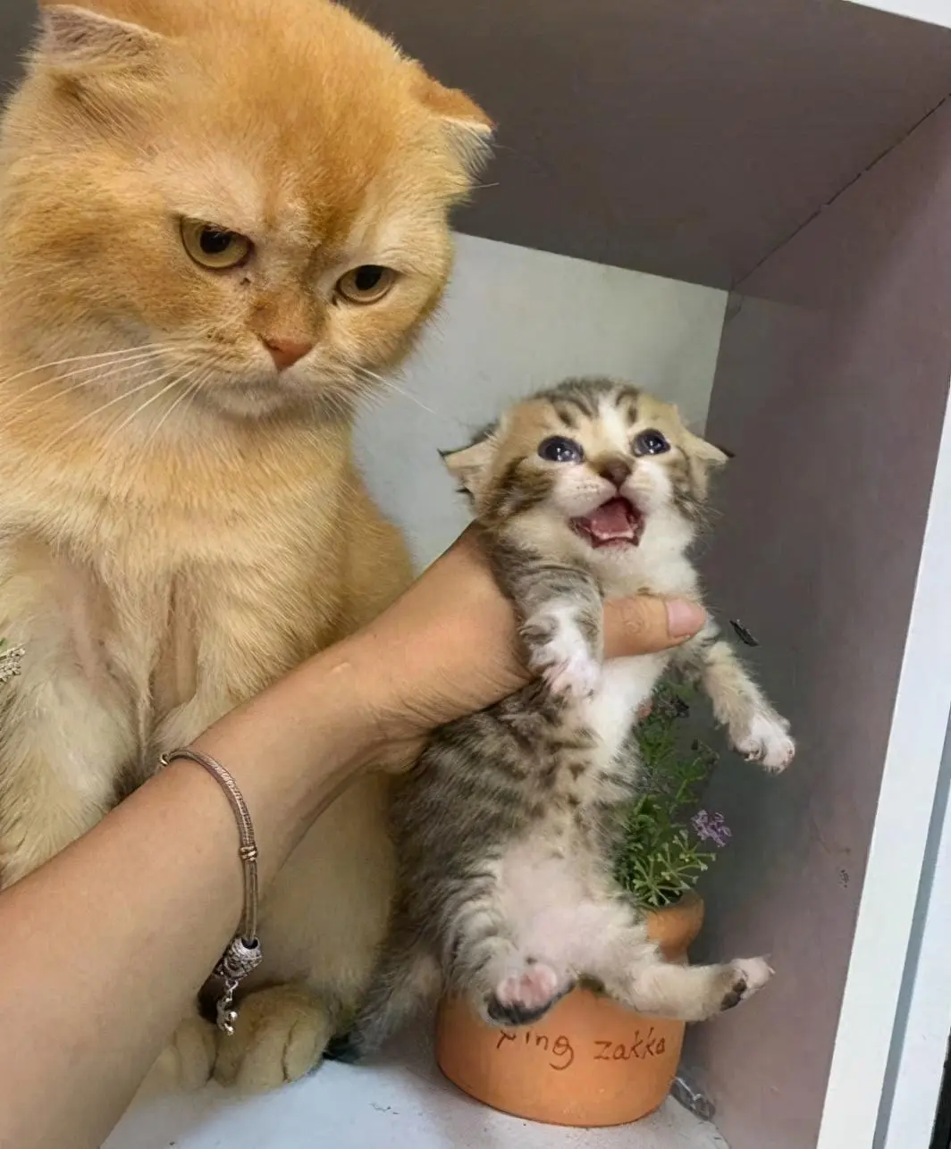母猫“咬死”刚出生的幼崽，在它眼里其实是这样的