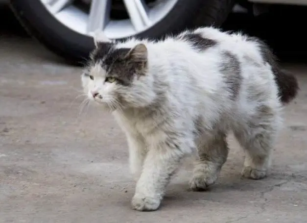 被猫抓了一下会得“狂犬病”吗？猫咪有没有狂犬病？