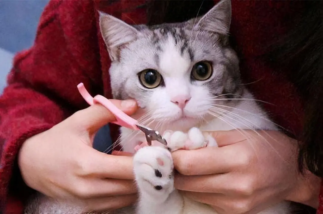 不给猫咪“剪指甲”的坏处太多了，主人别再偷懒了！