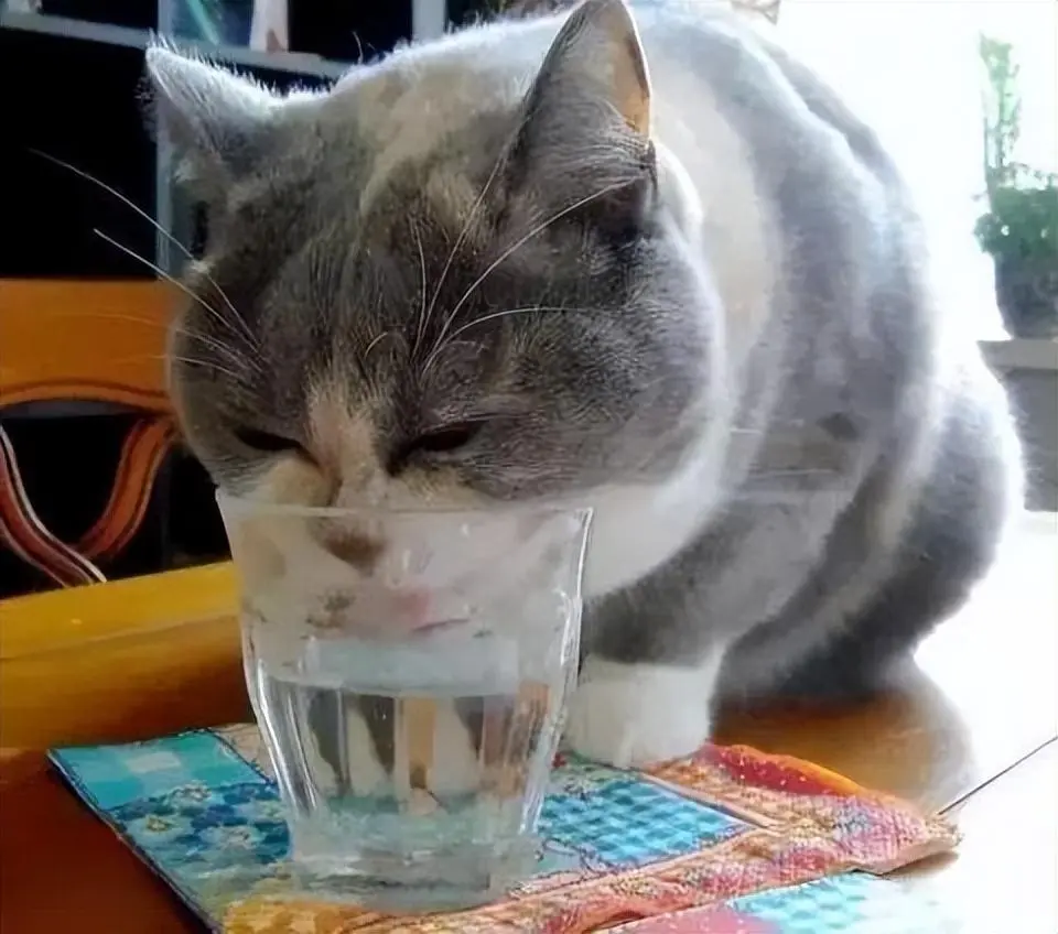 不是什么水都能给猫喝的，这几种水就不能给猫喝