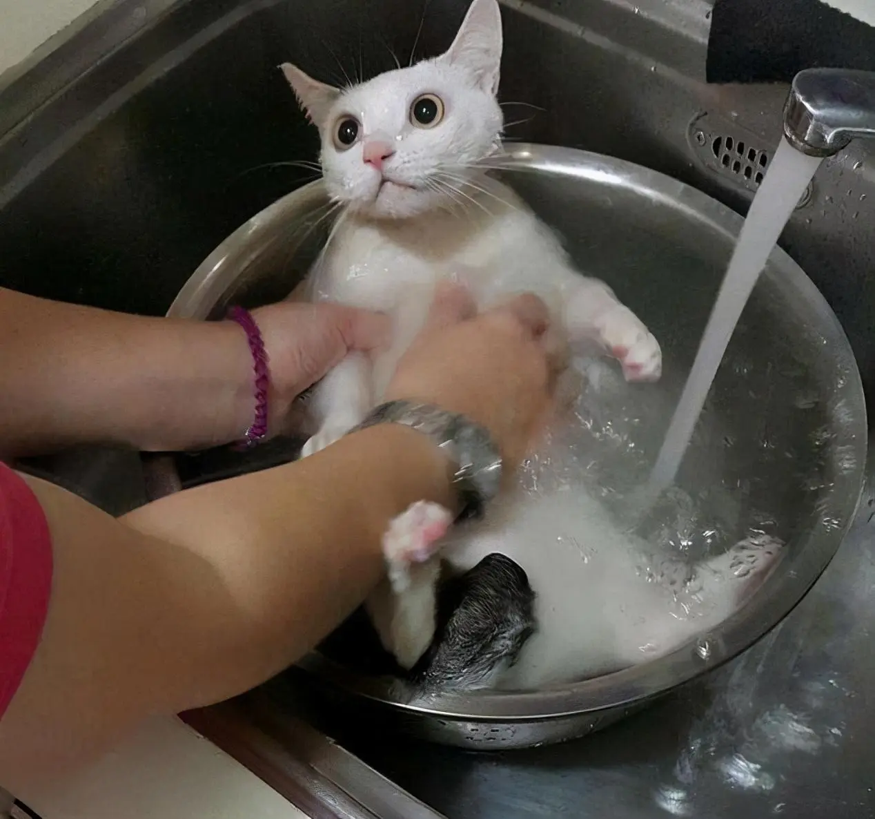 猫咪为什么这么讨厌水呢？原来是这些因素影响着它！  